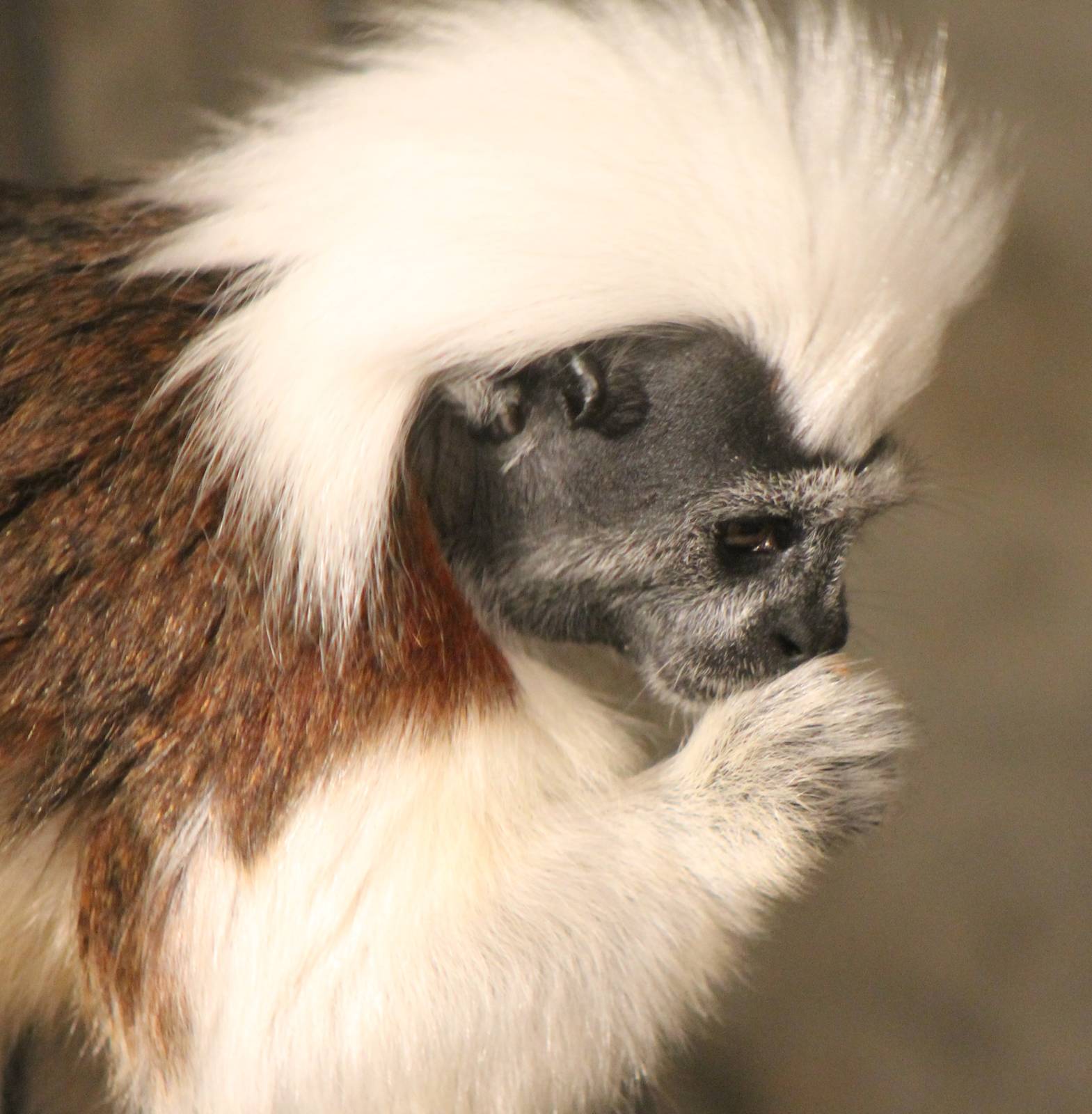 Cotton-top tamarin