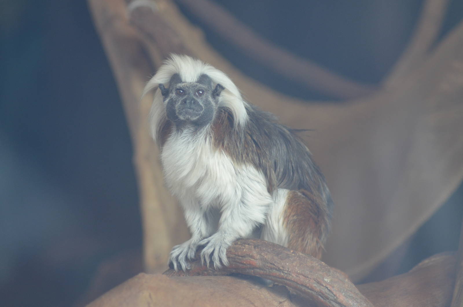 Cotton-top Tamarin