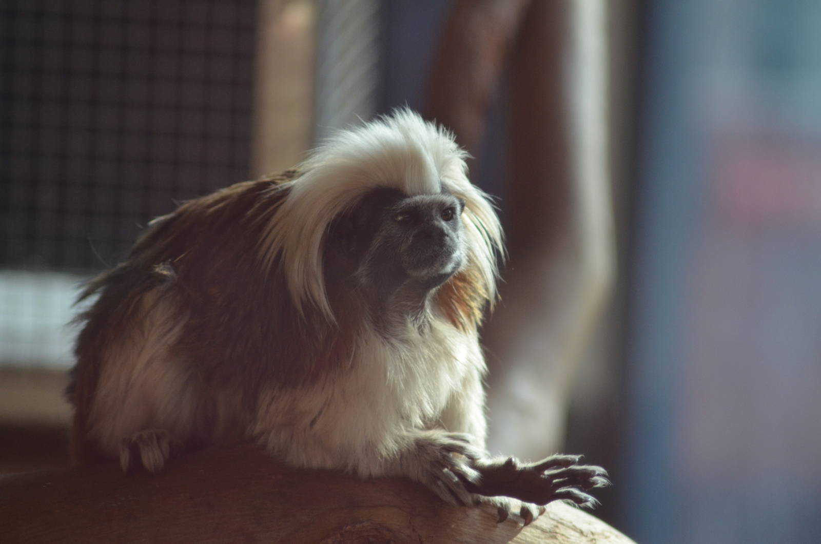 Cotton-top Tamarin