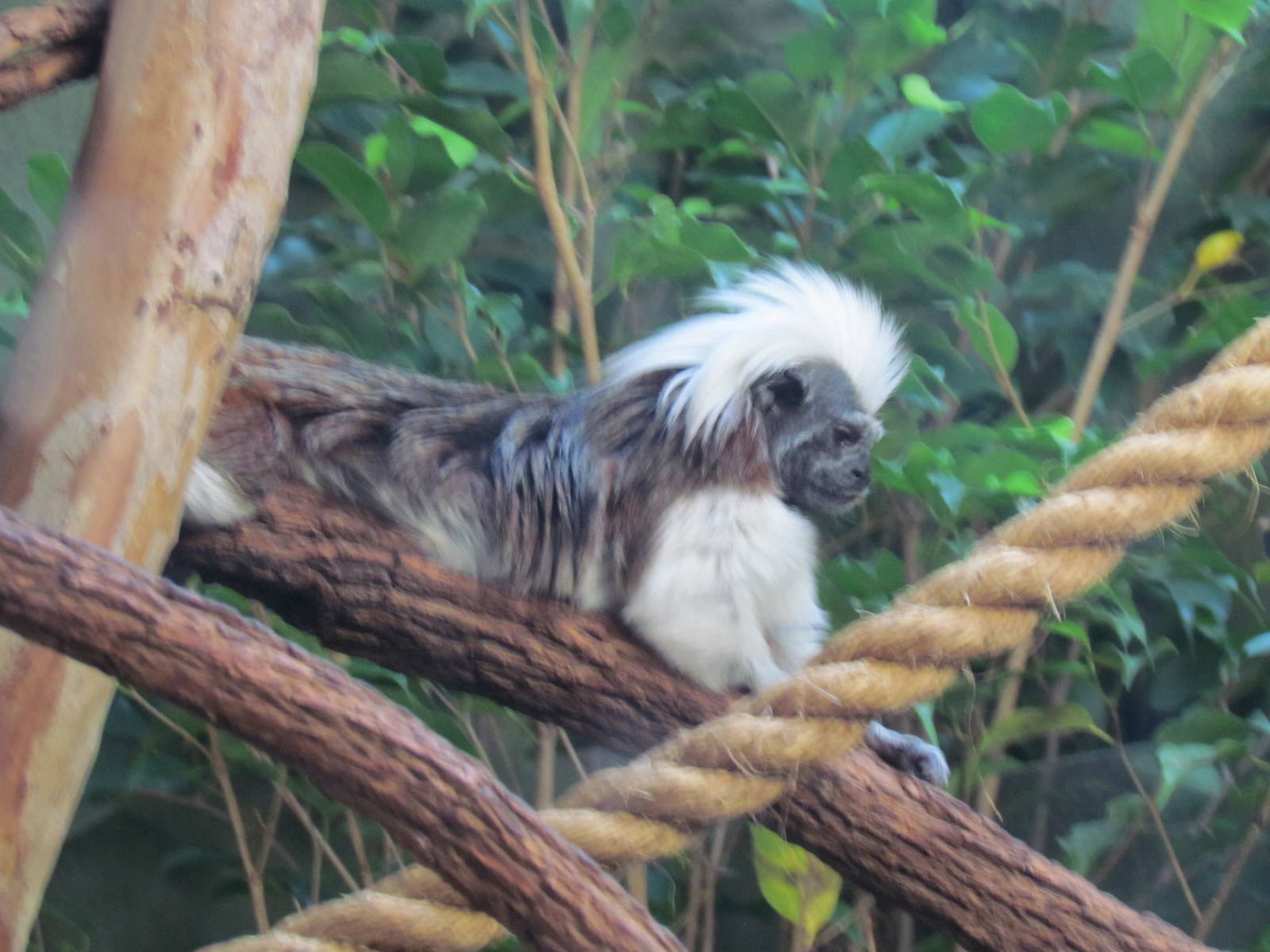 Cotton-Top Tamarin