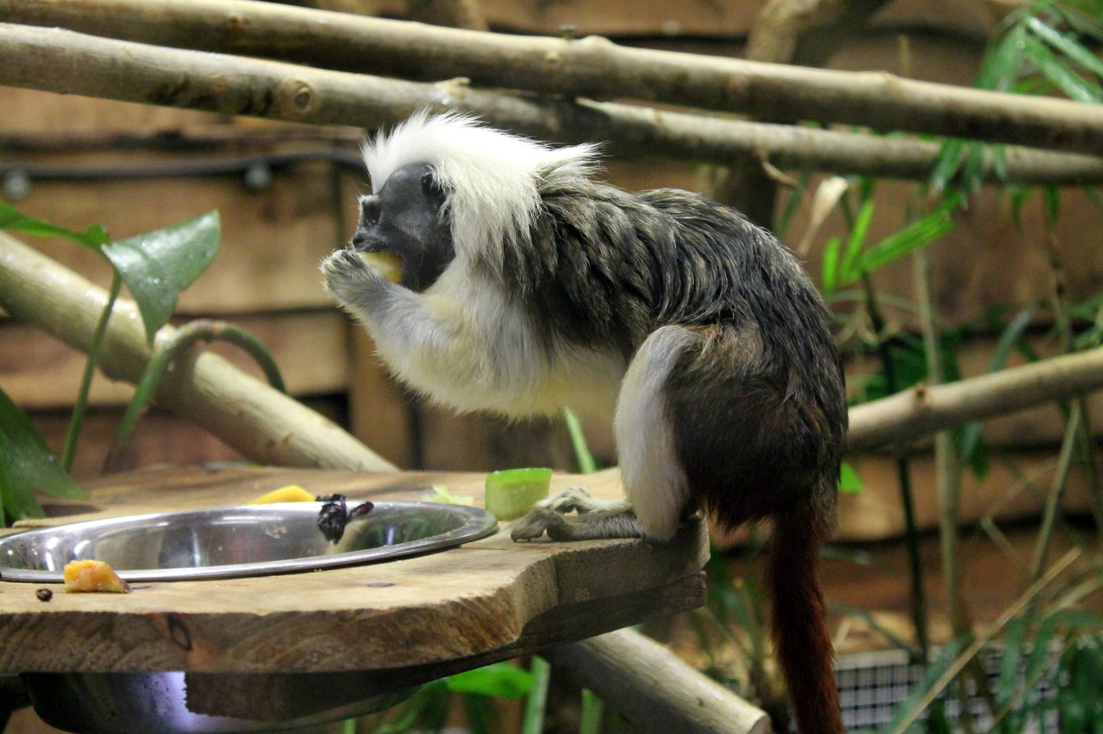 Cotton Top Tamarin