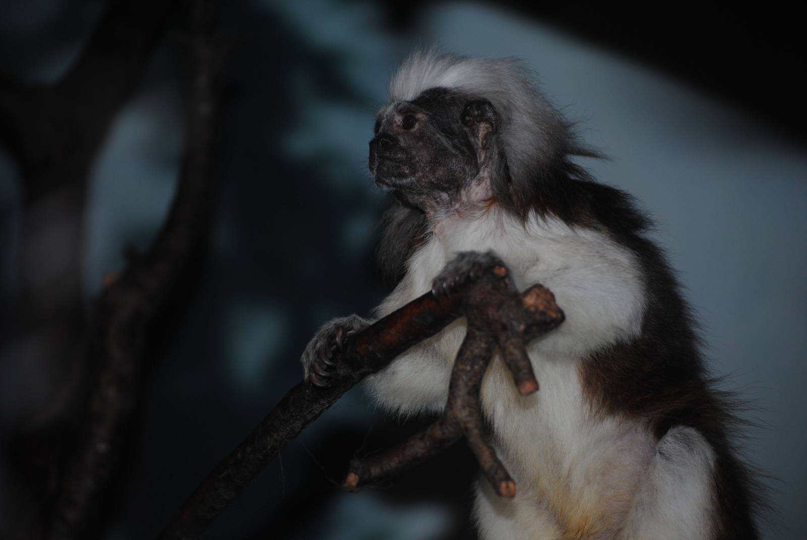 Cotton-Top Tamarin