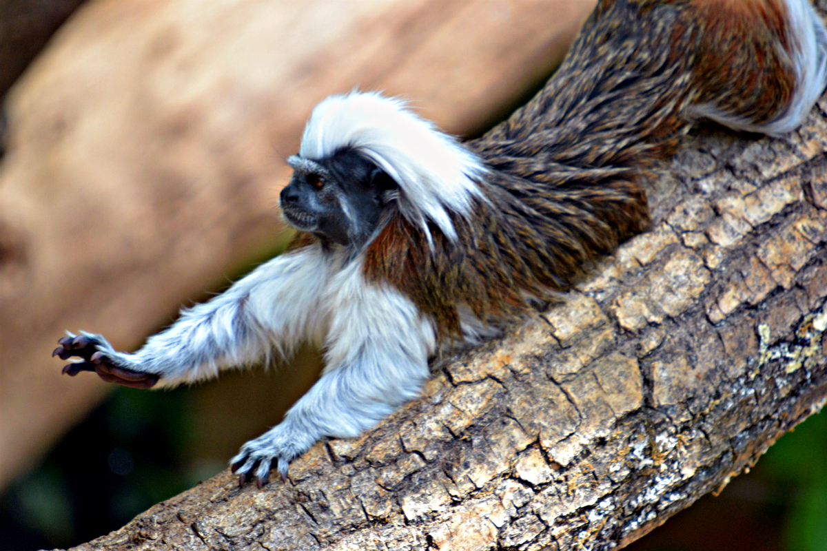 COTTON TOP TAMARIN