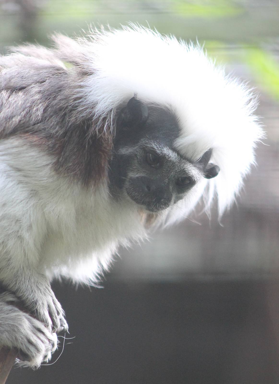 Cotton-top tamarin