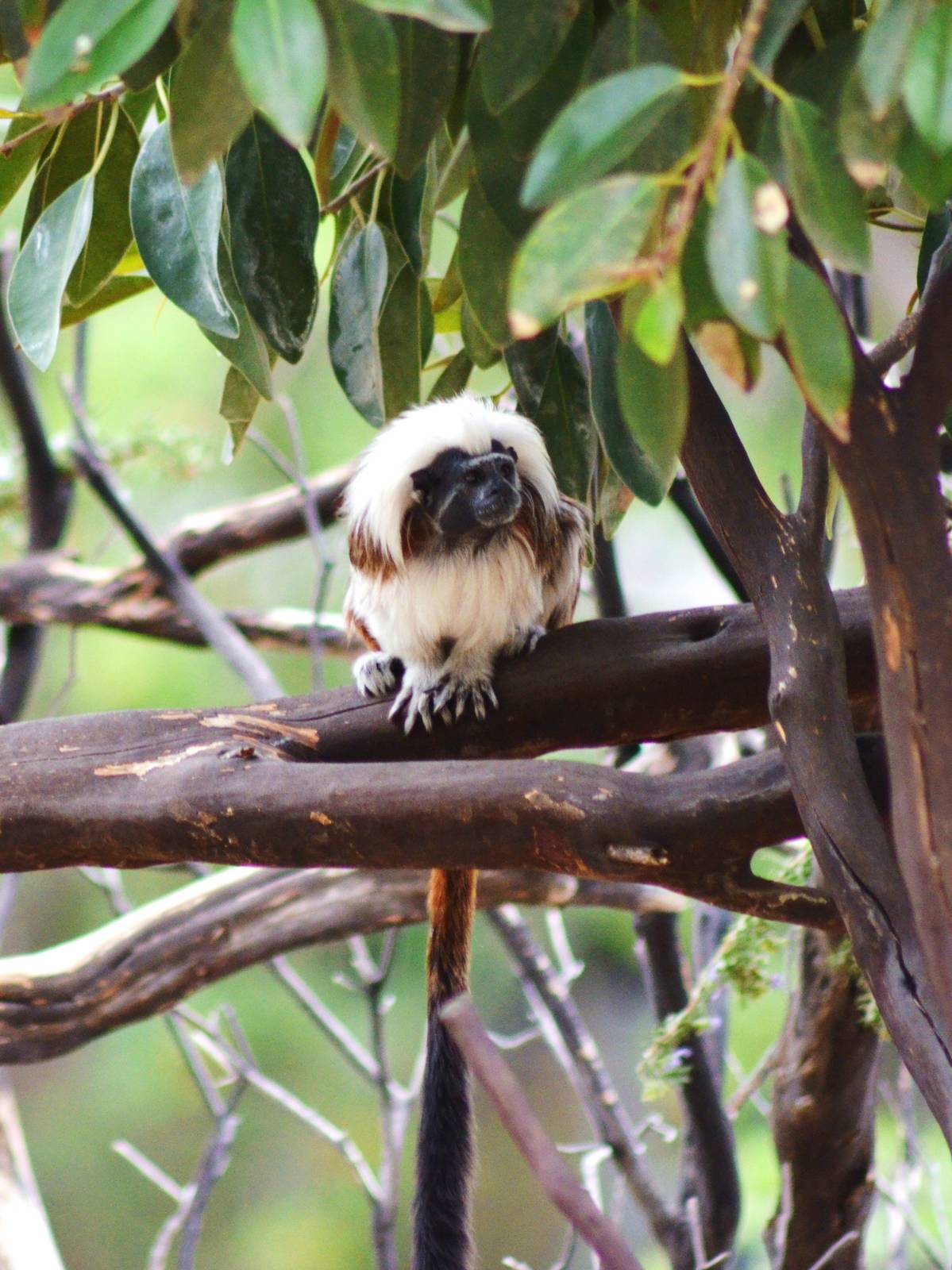 Cotton-top Tamarin
