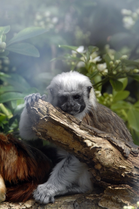 Cotton-Top Tamarin