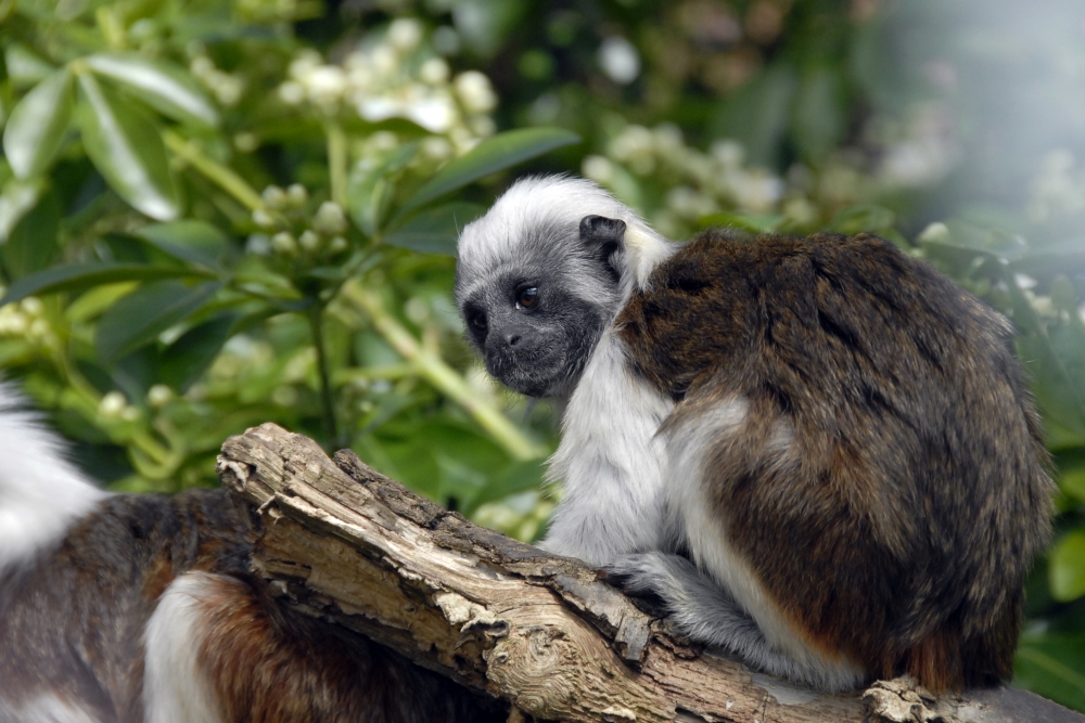 Cotton-Top Tamarin