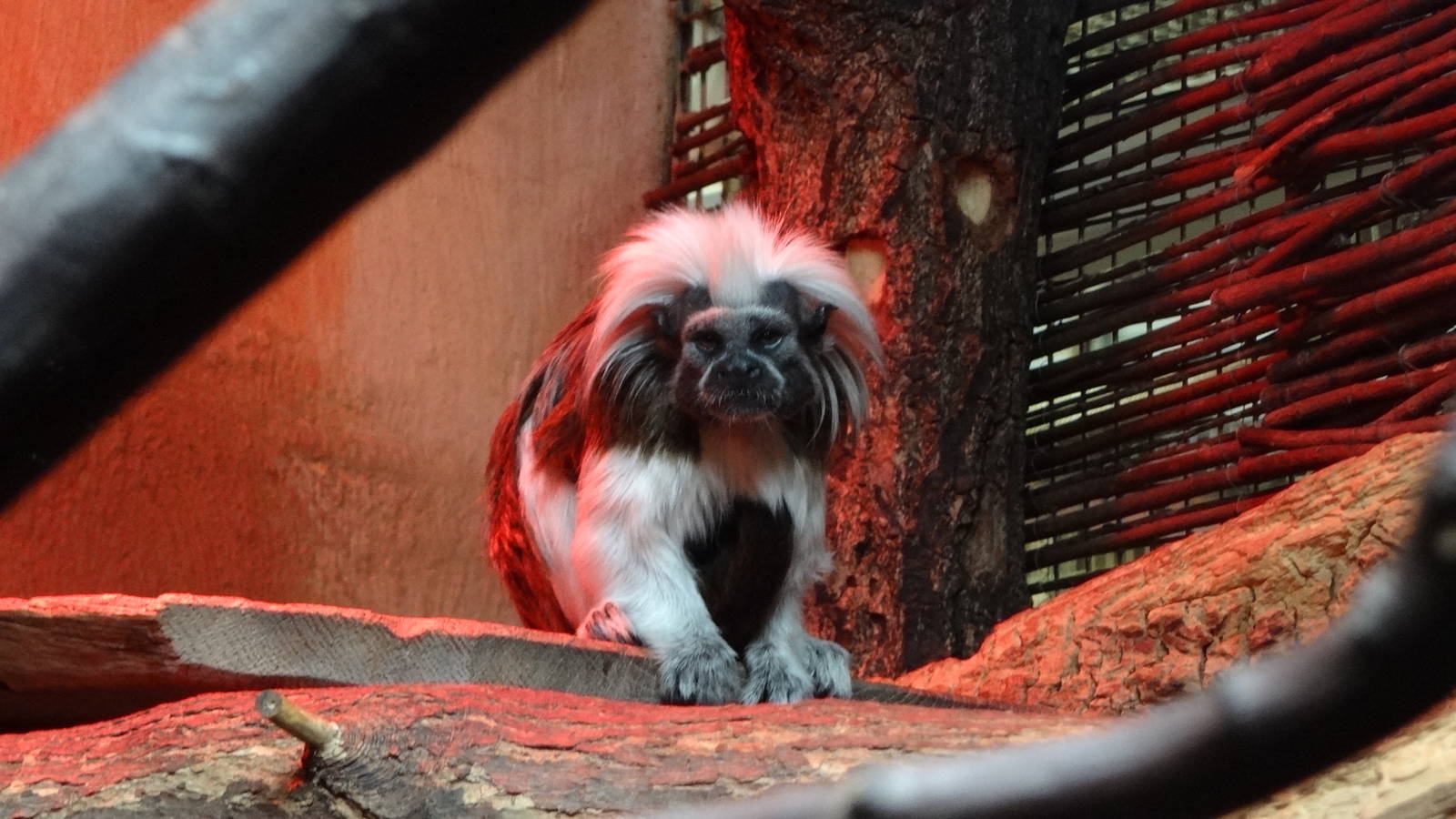 Cotton-top Tamarin
