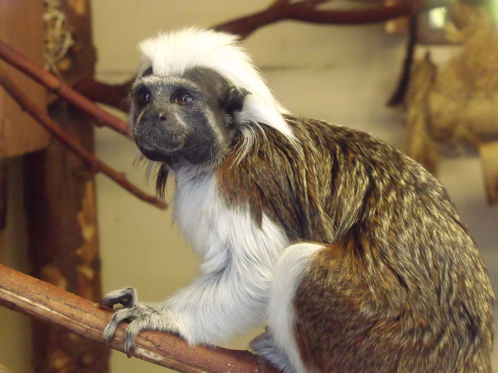Cotton top Tamarin