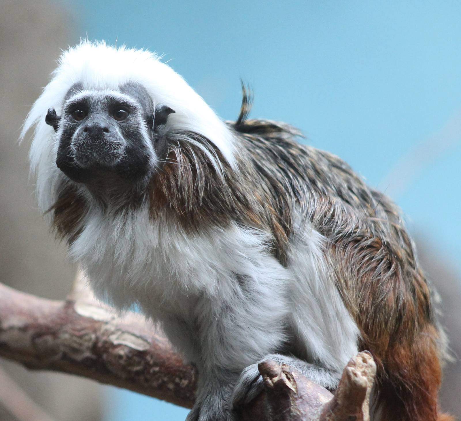 Cotton top tamarin