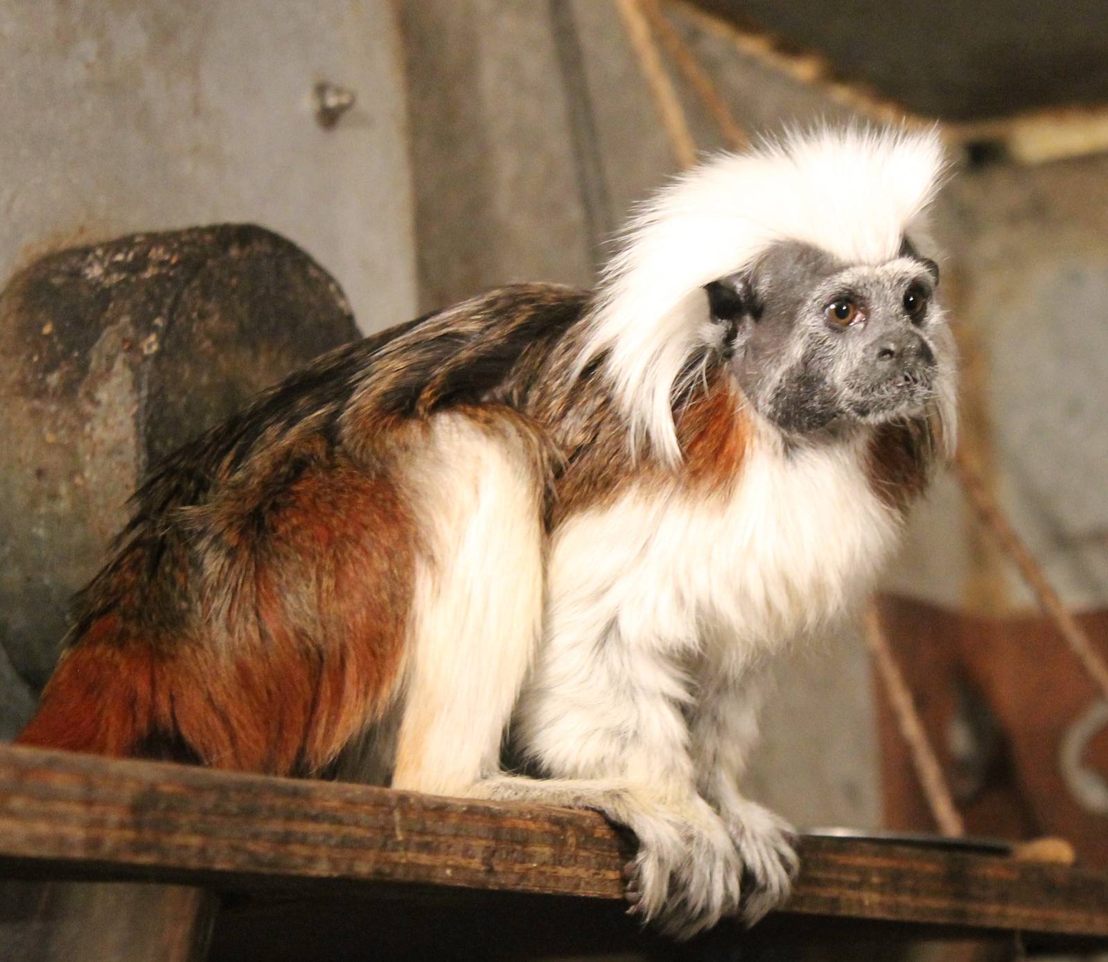 Cotton-top tamarin