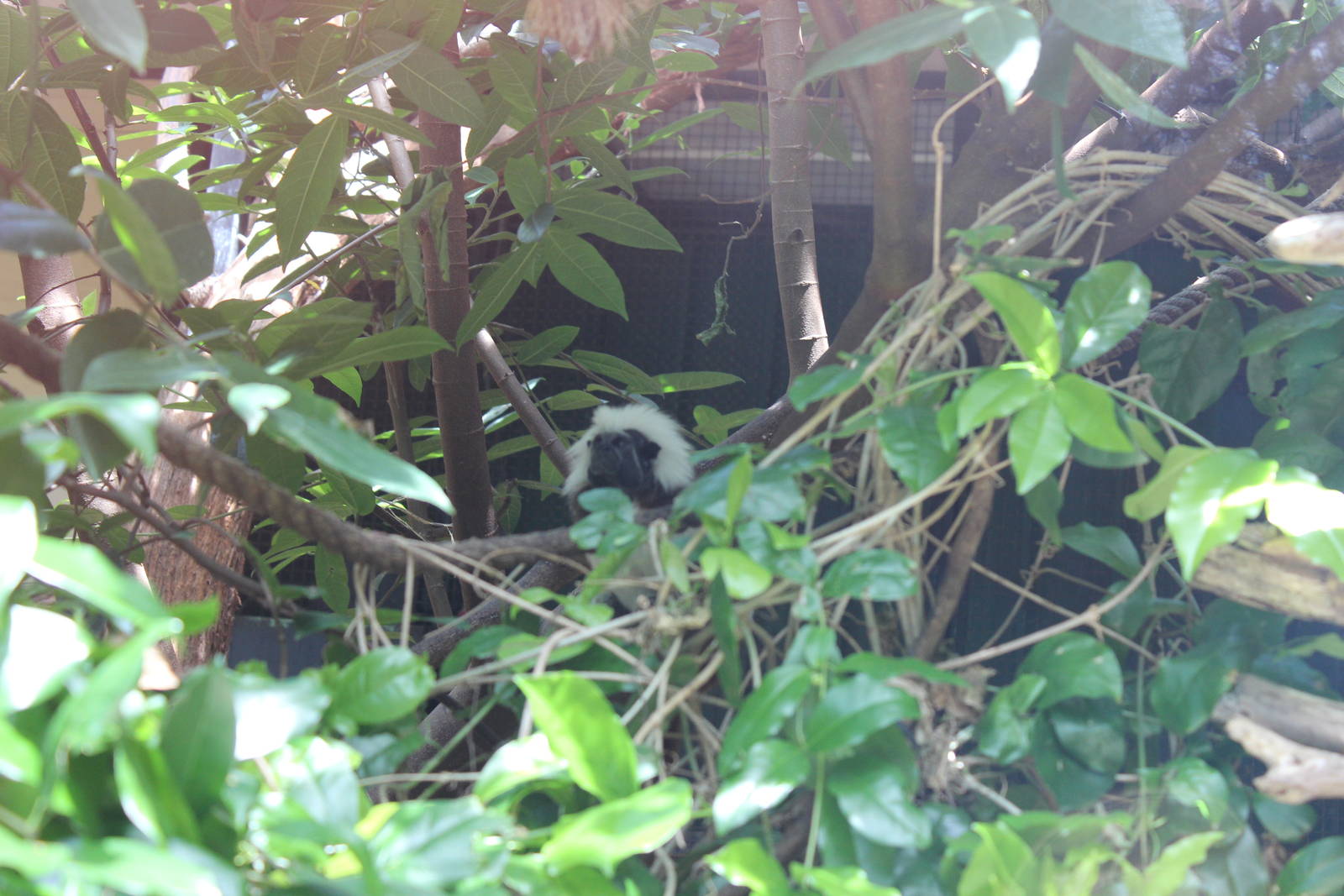 Cotton-Top Tamarin