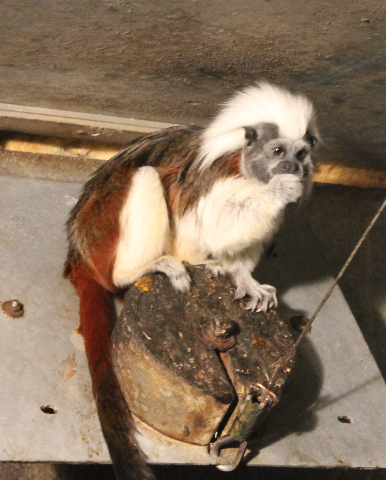 Cotton top tamarin