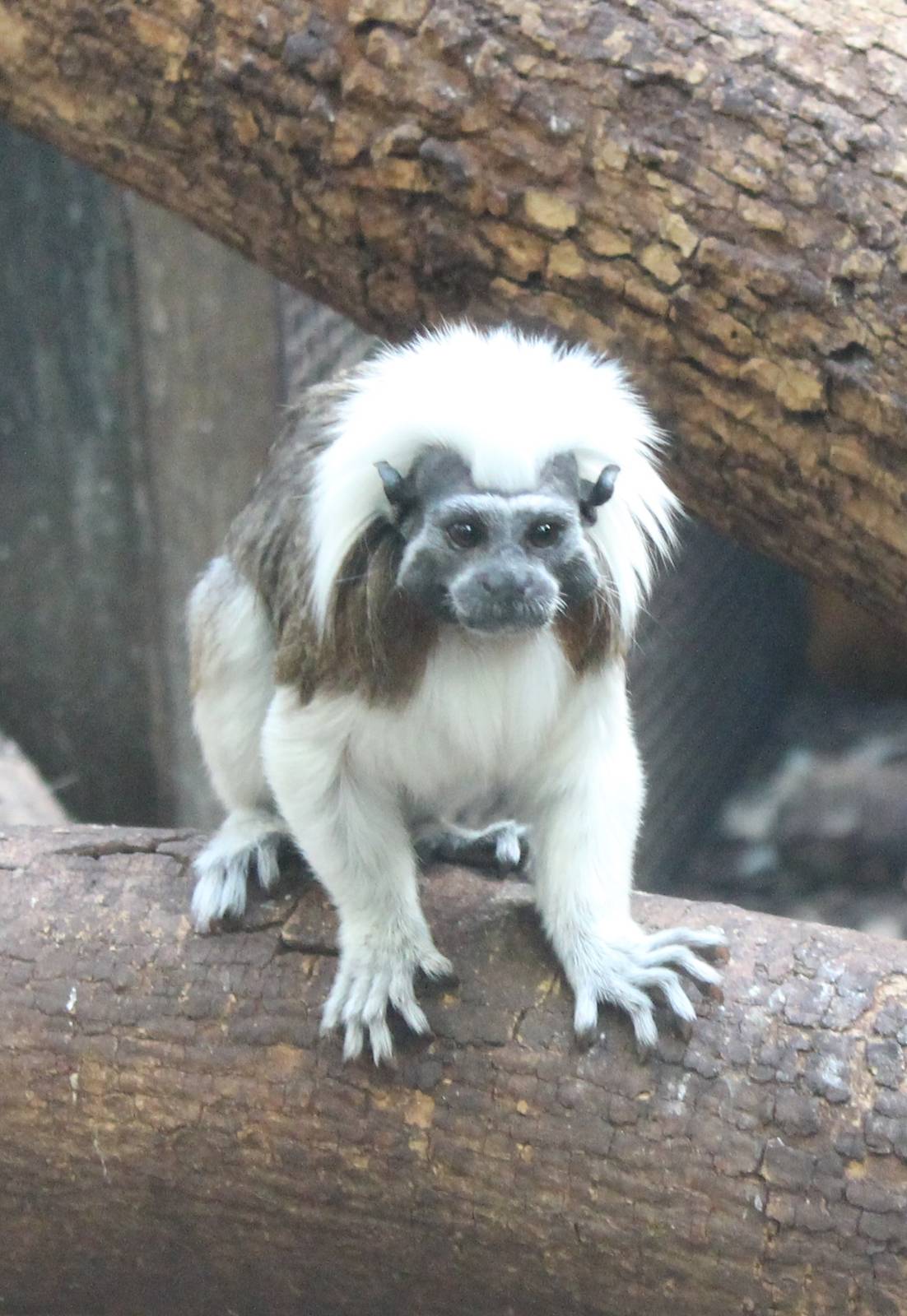 Cotton top tamarin