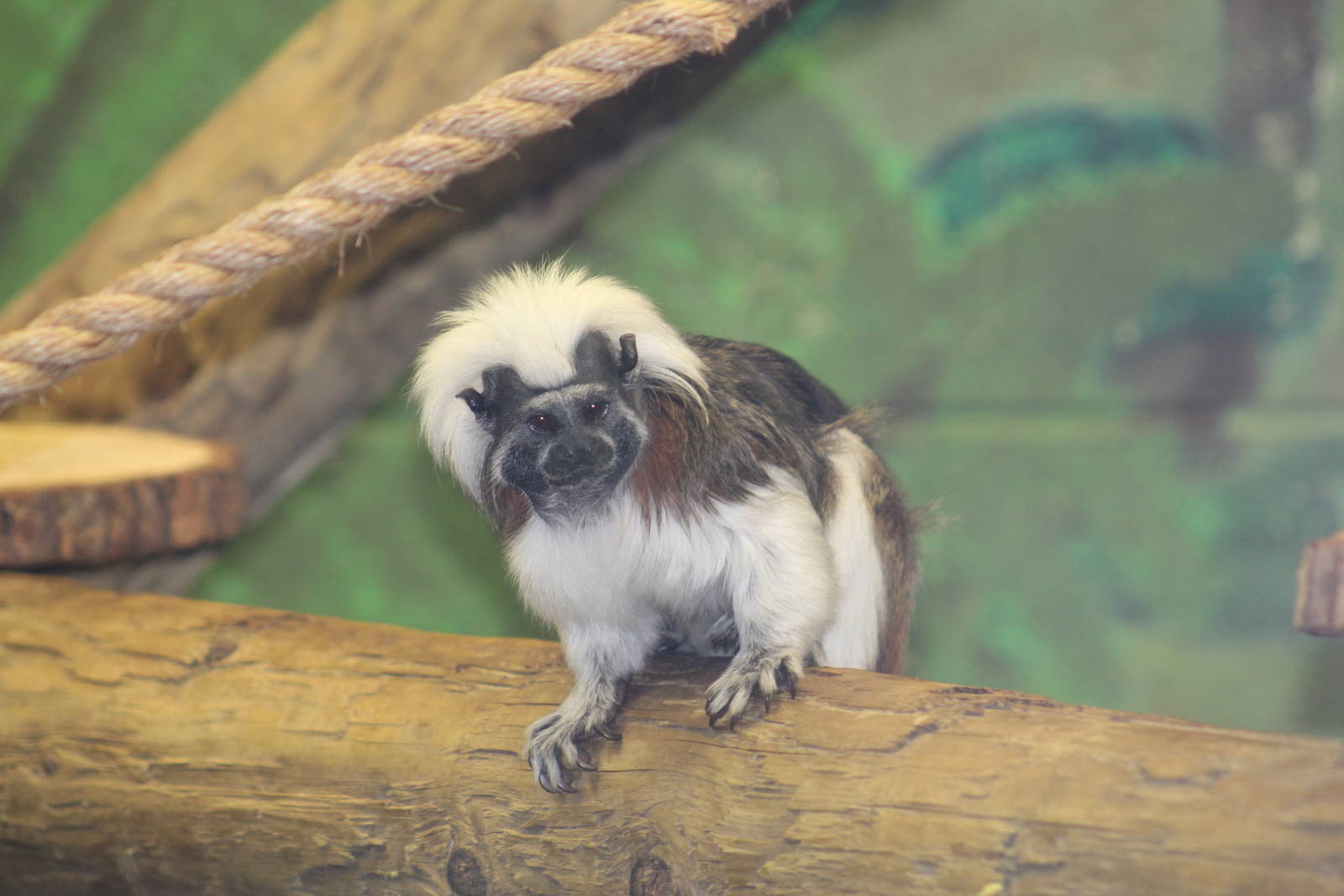 Cotton-Top Tamarin