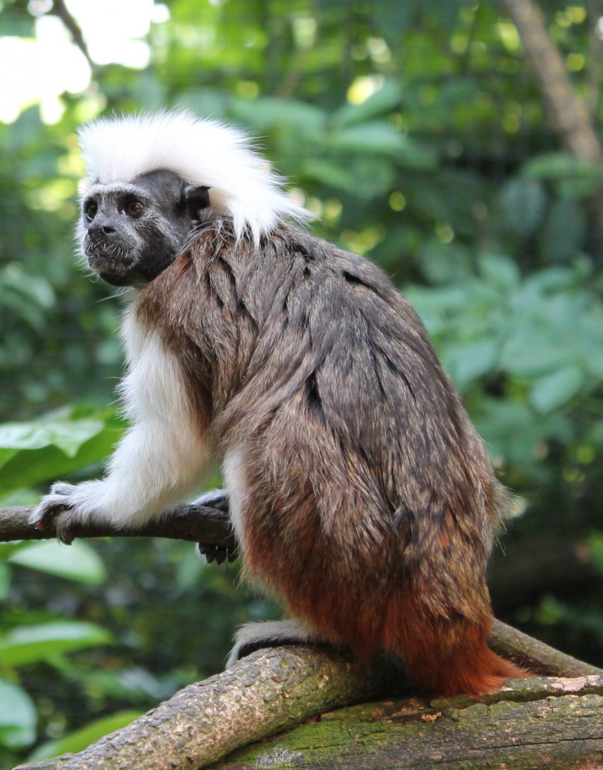 Cotton-top tamarin