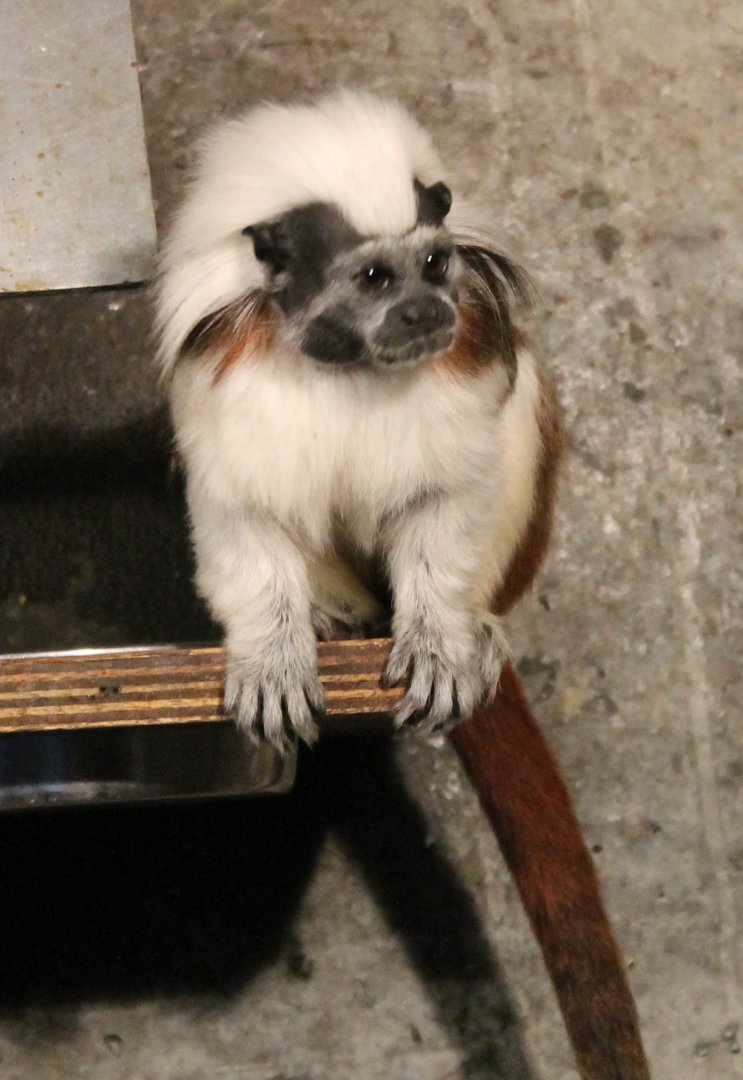 Cotton-top tamarin