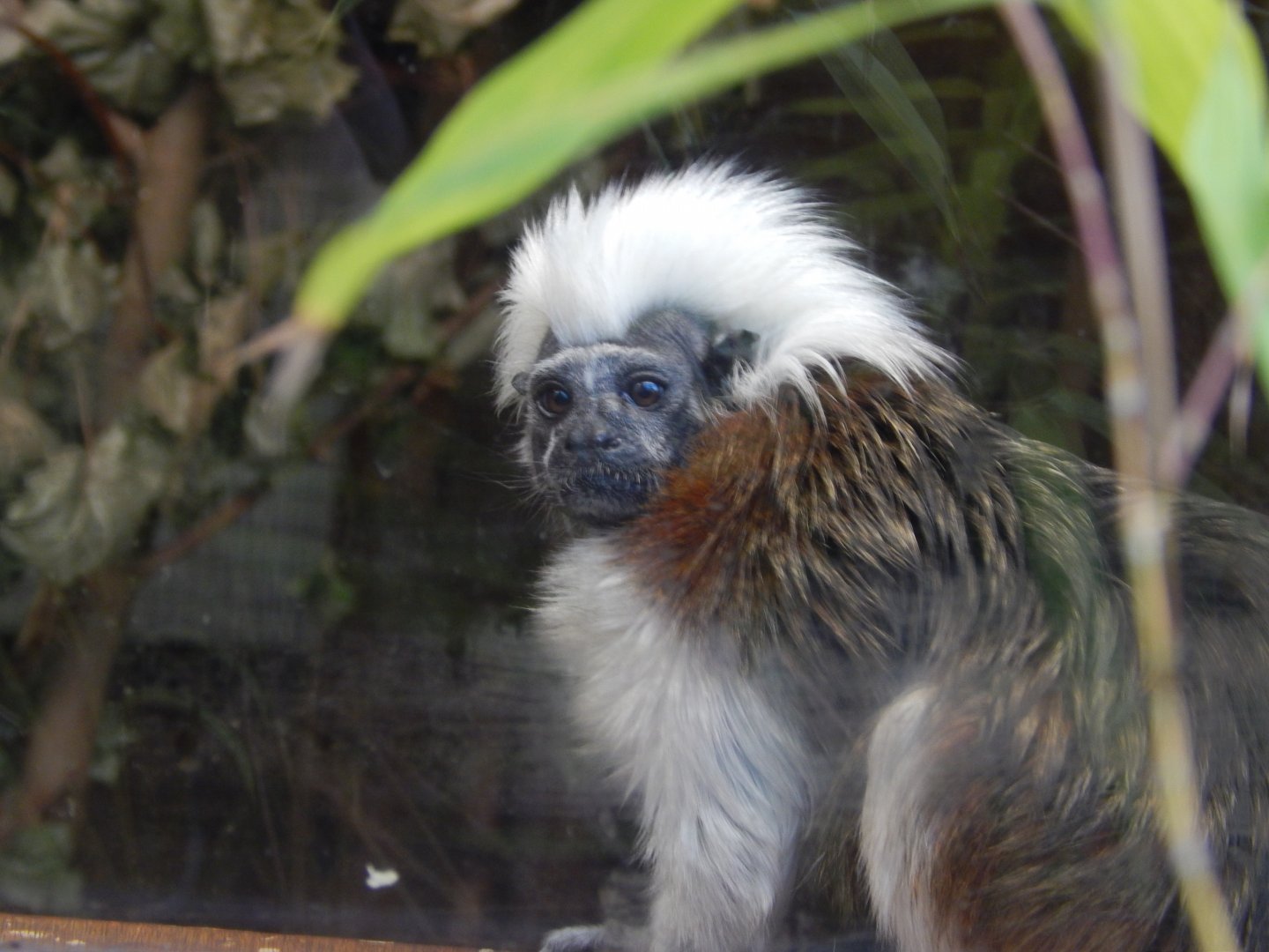 Cotton-top Tamarin
