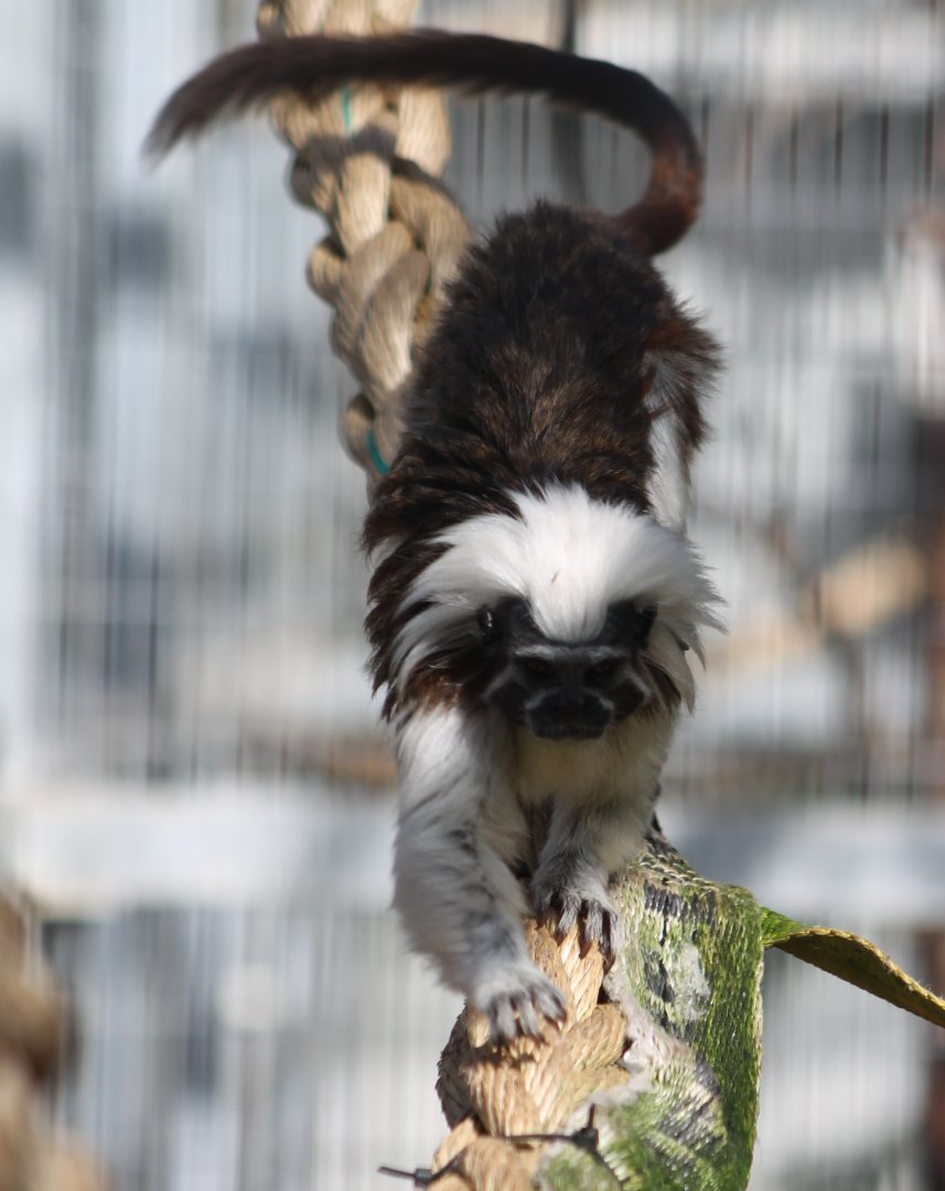 Cotton-top tamarin