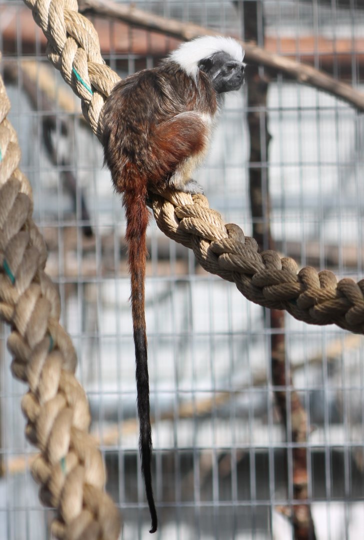 Cotton-top tamarin
