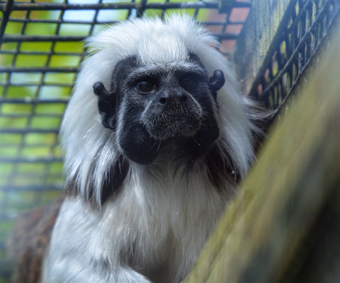 Cotton top Tamarin