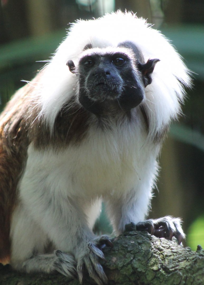Cotton top tamarin