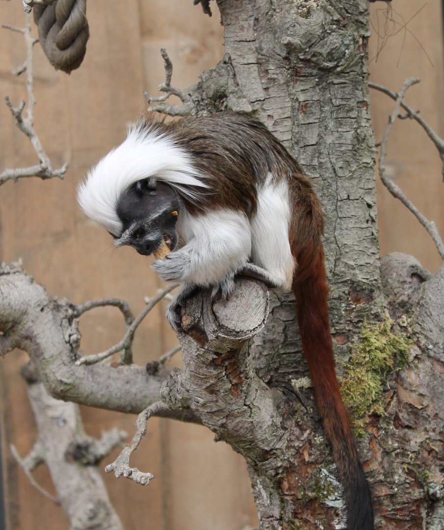 Cotton-top tamarin