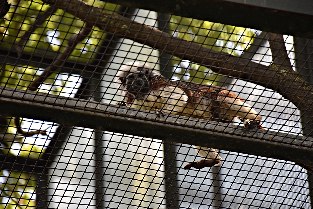 Cotton-top tamarin
