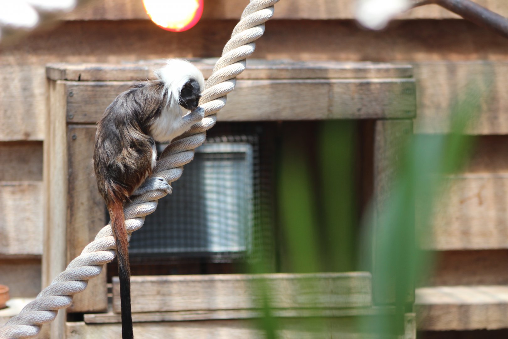 Cotton-Top Tamarin