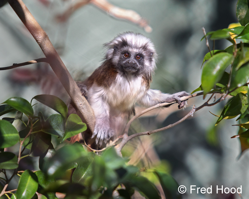 cotton top tamarin
