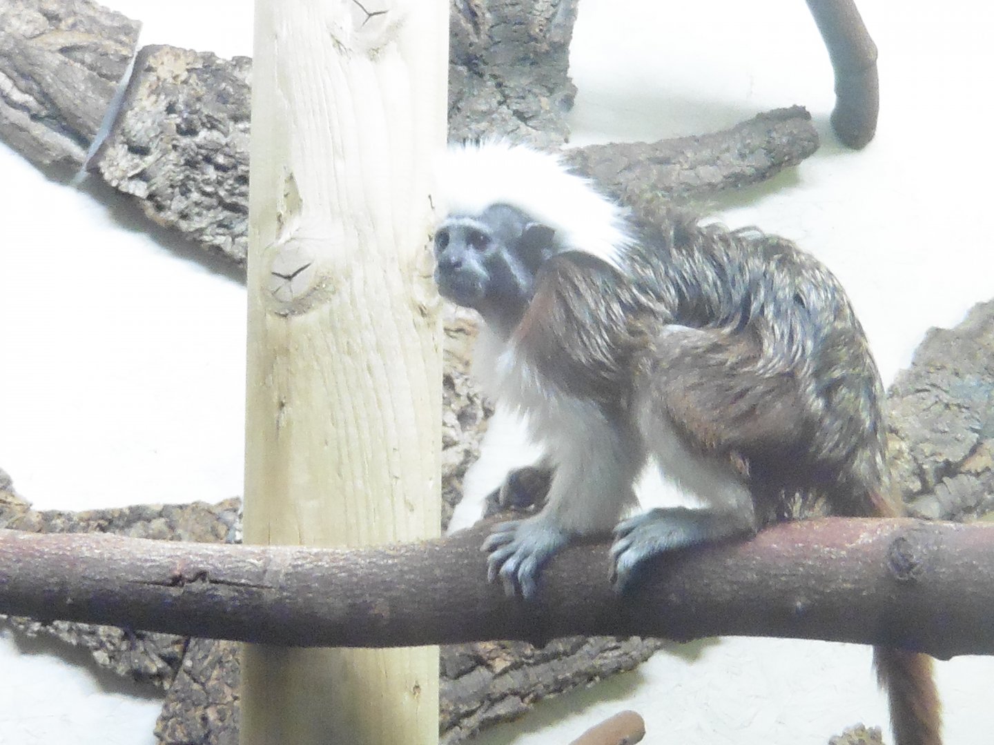 Cotton Top Tamarin