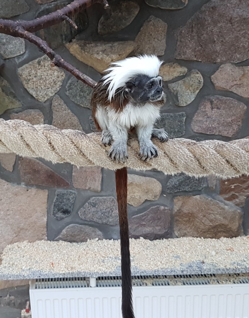 Cotton-top tamarin
