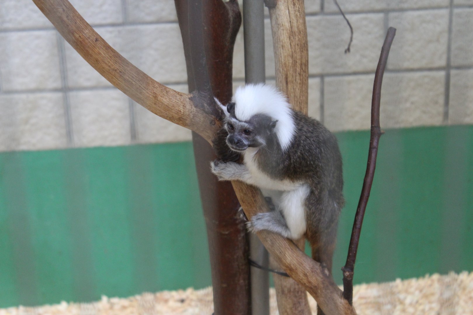 Cotton top tamarin