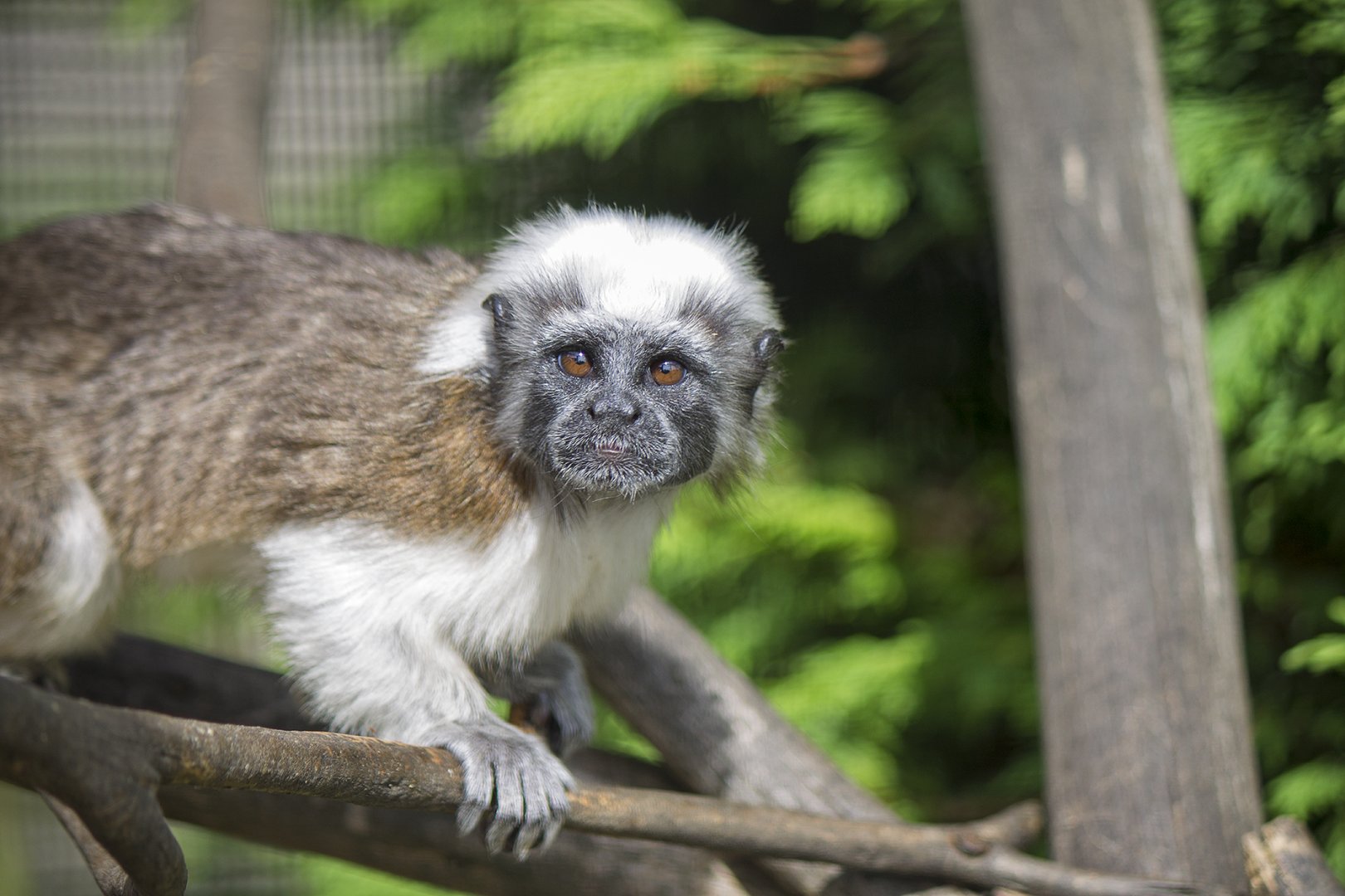 Cotton-top Tamarin