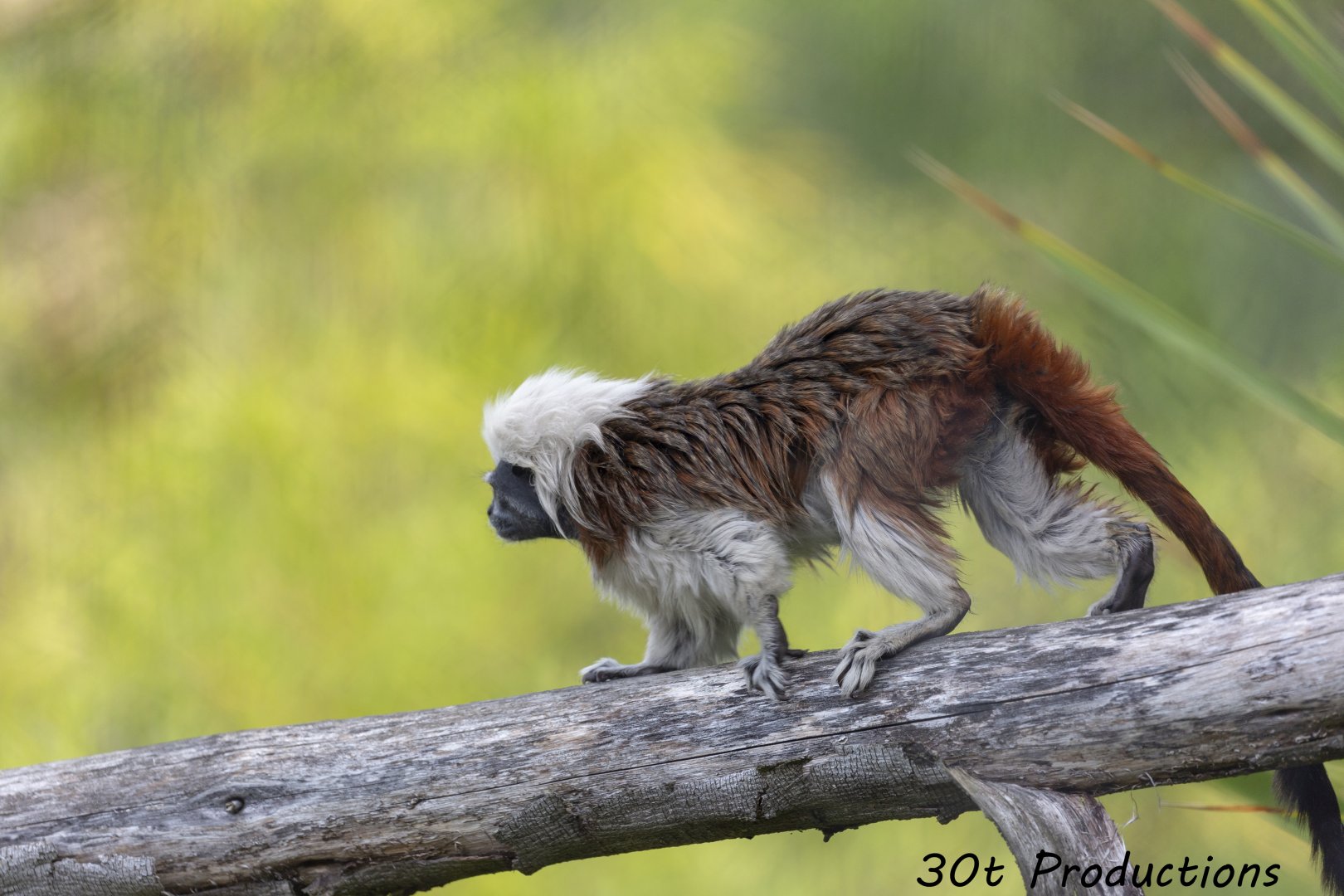 Cotton Top Tamarin