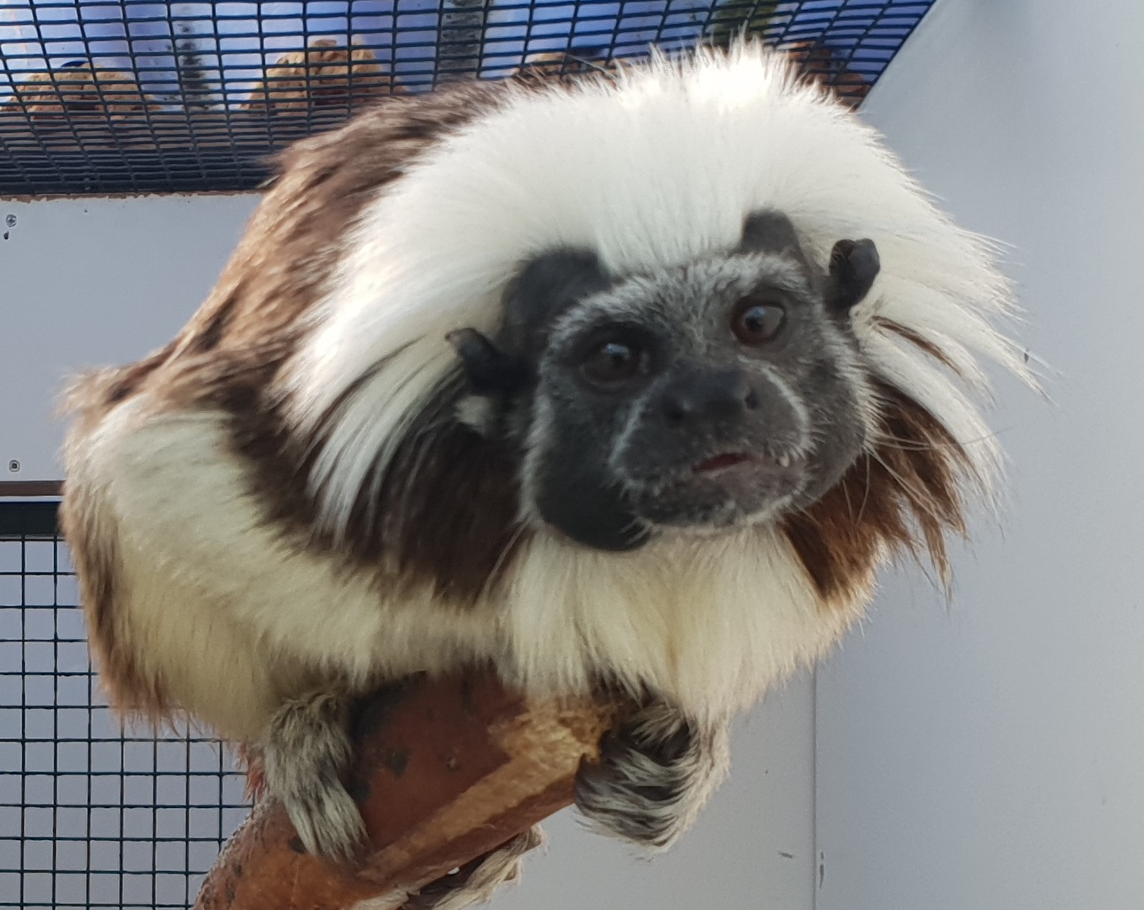 Cotton-top tamarin