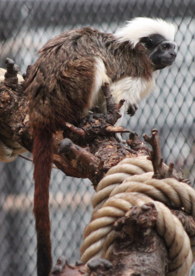 Cotton-top tamarin