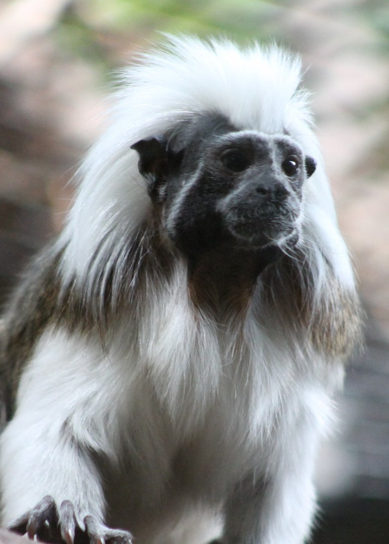 Cotton-top tamarin