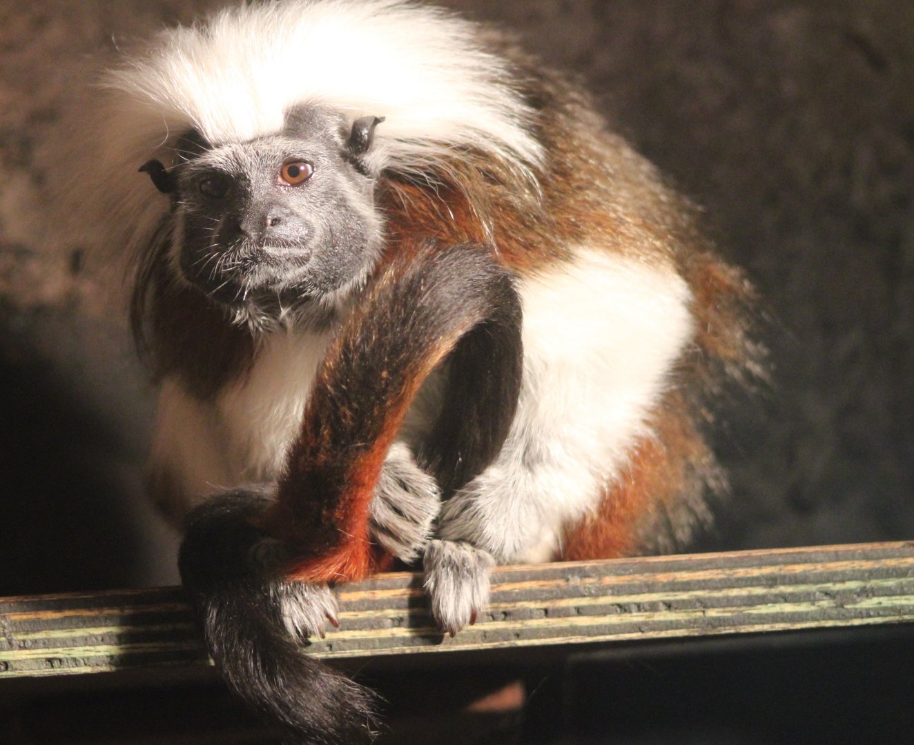 Cotton-top tamarin