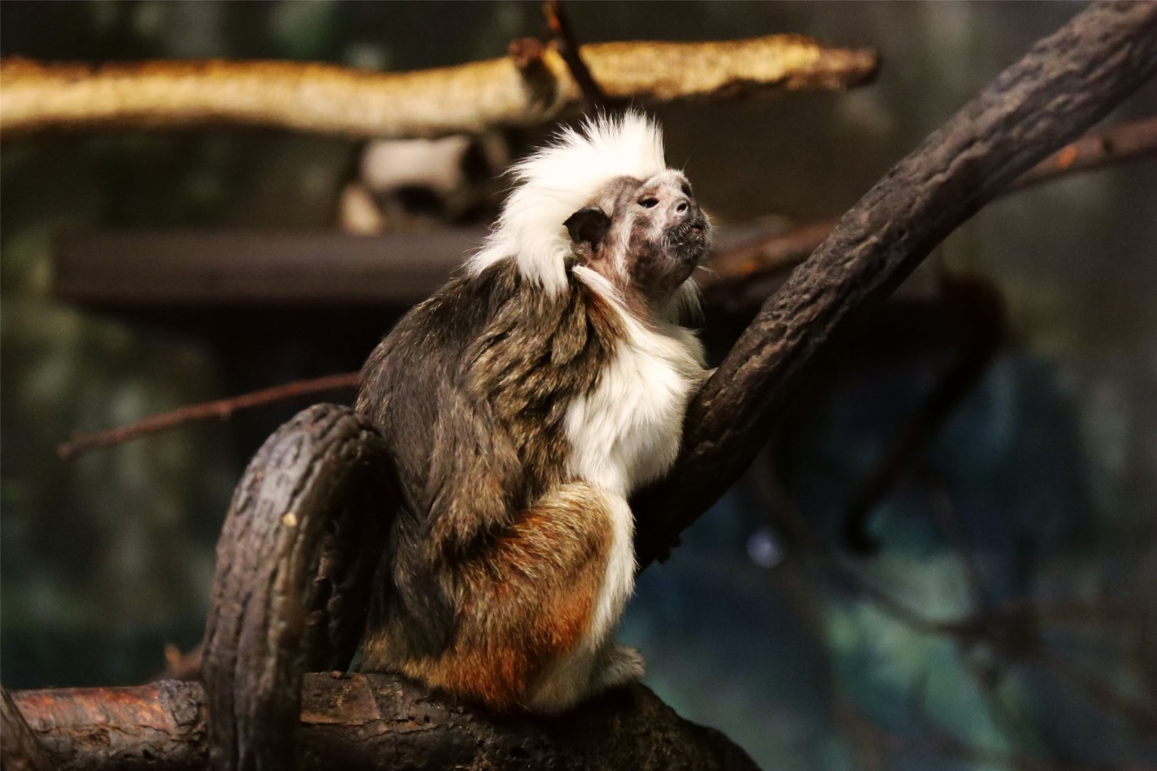 Cotton-top Tamarin