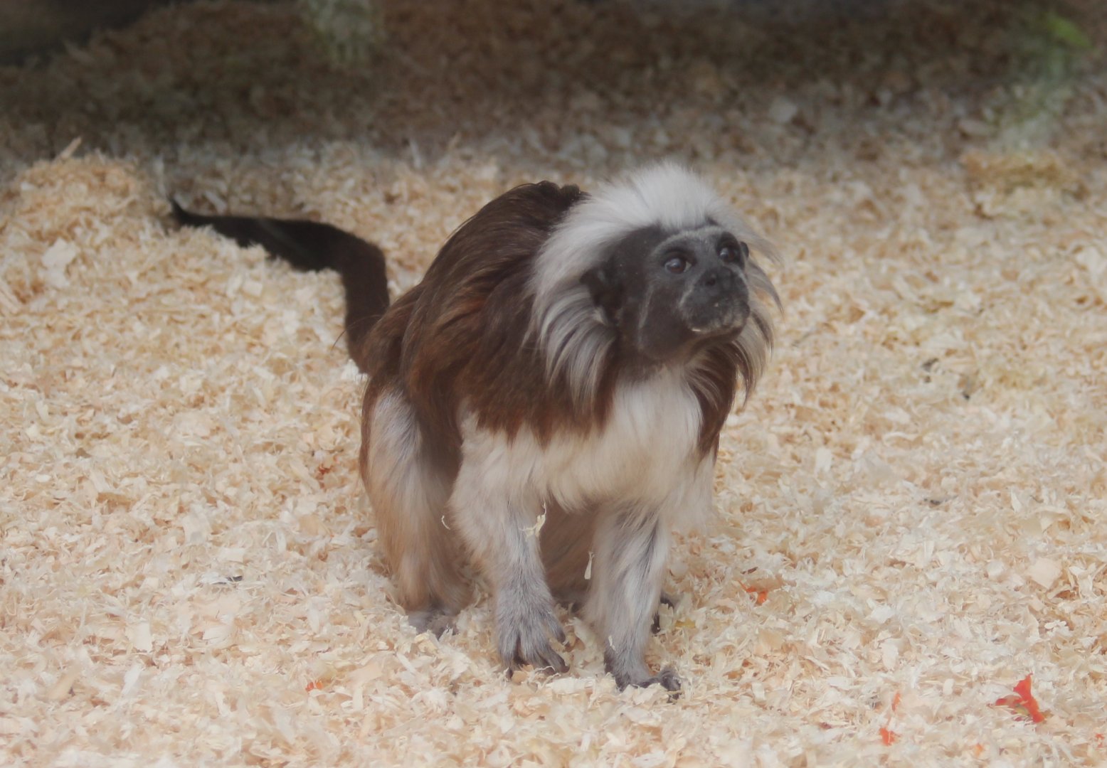 Cotton-top tamarin