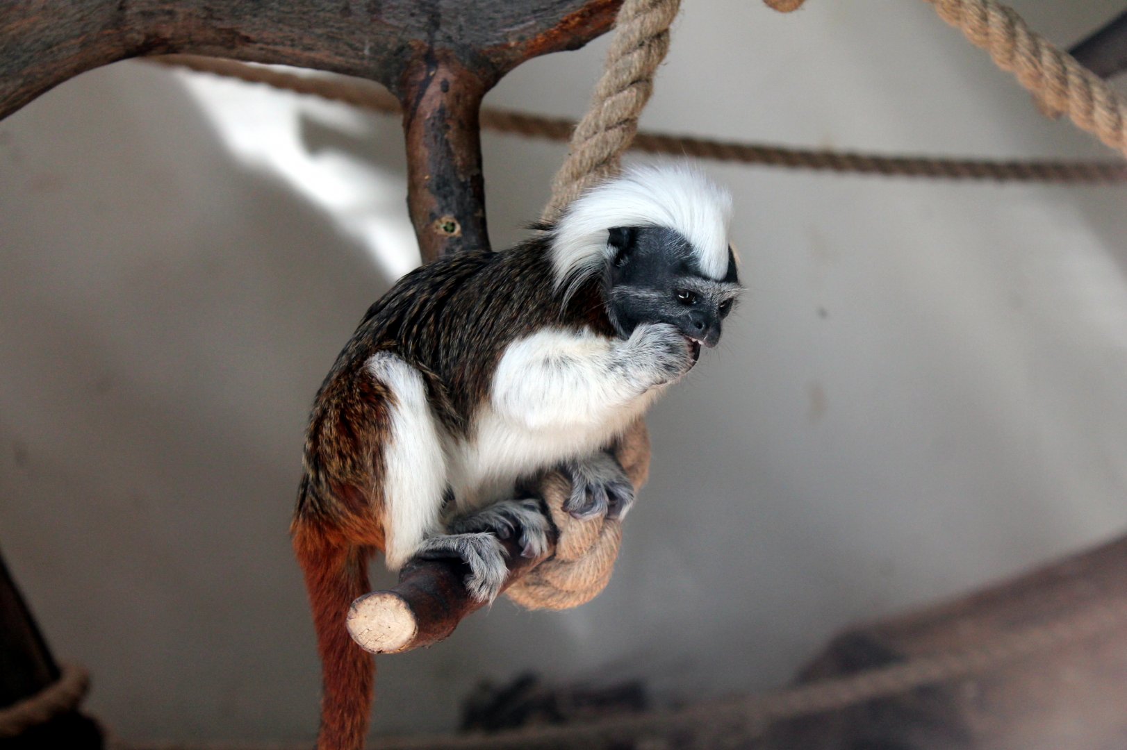 Cotton Top Tamarin