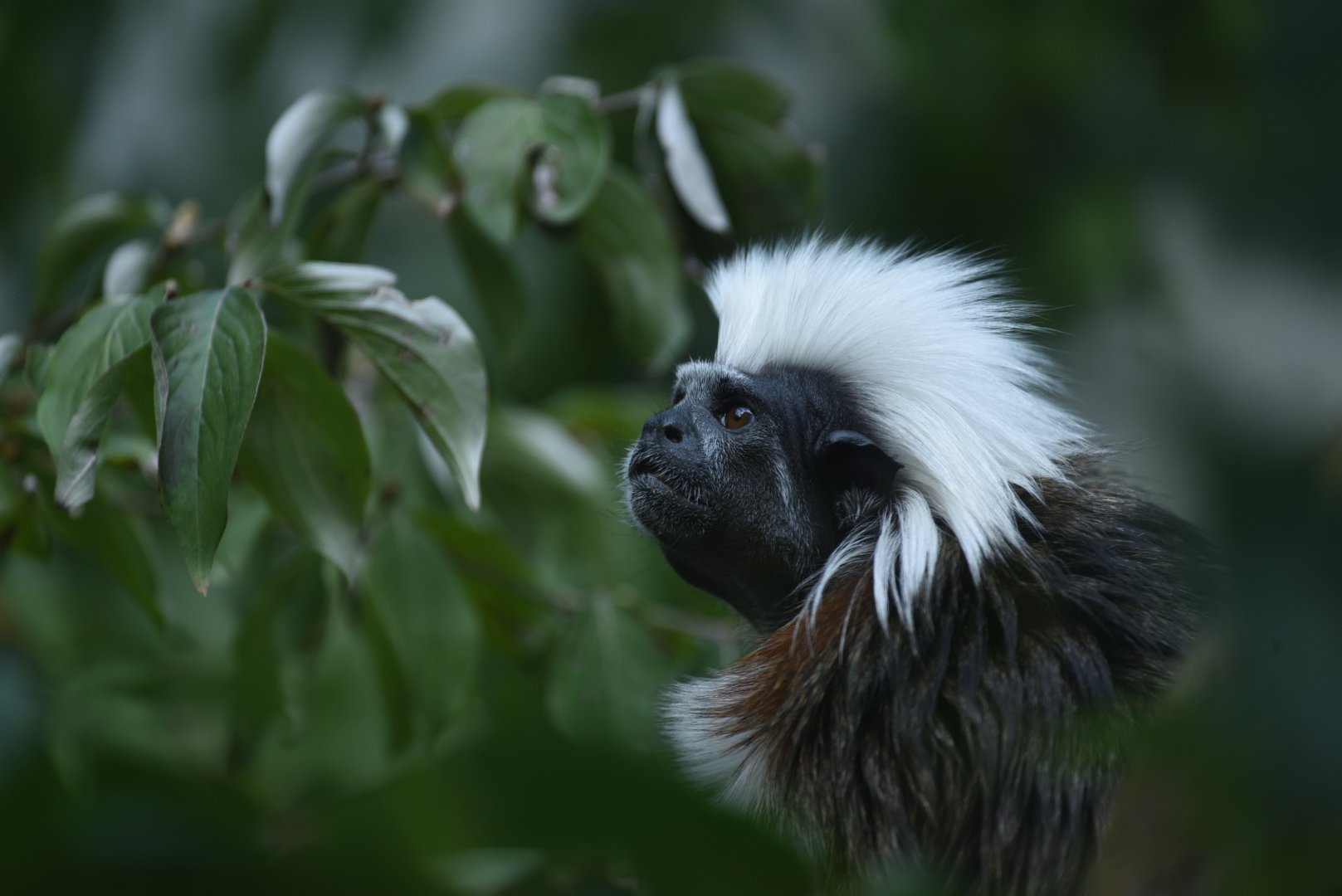 Cotton-top tamarin