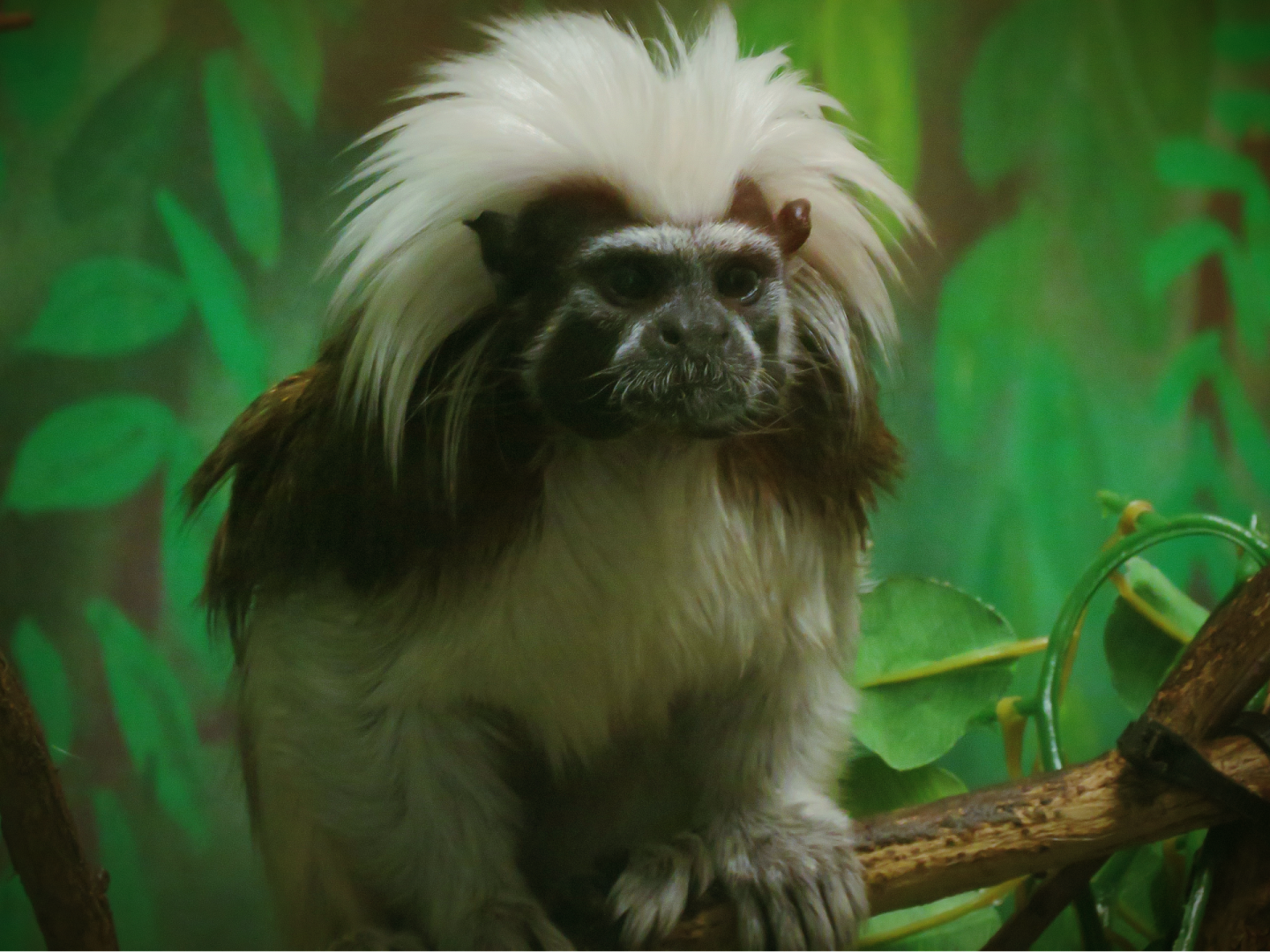 Cotton-top tamarin