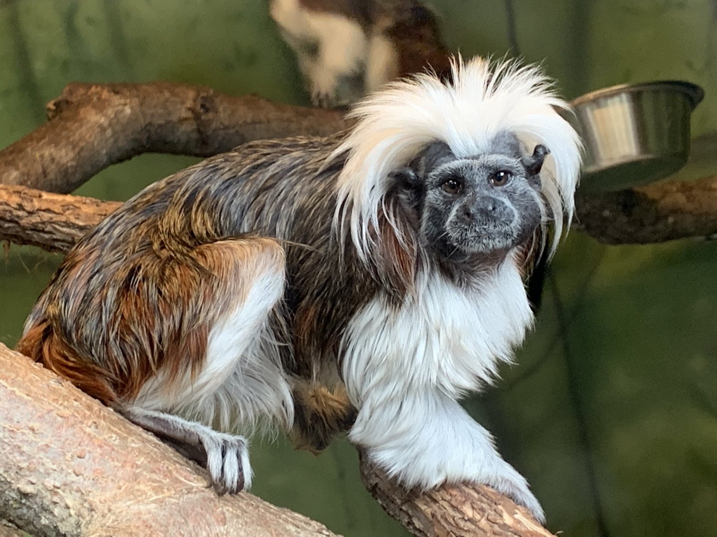 Cotton-Top Tamarin