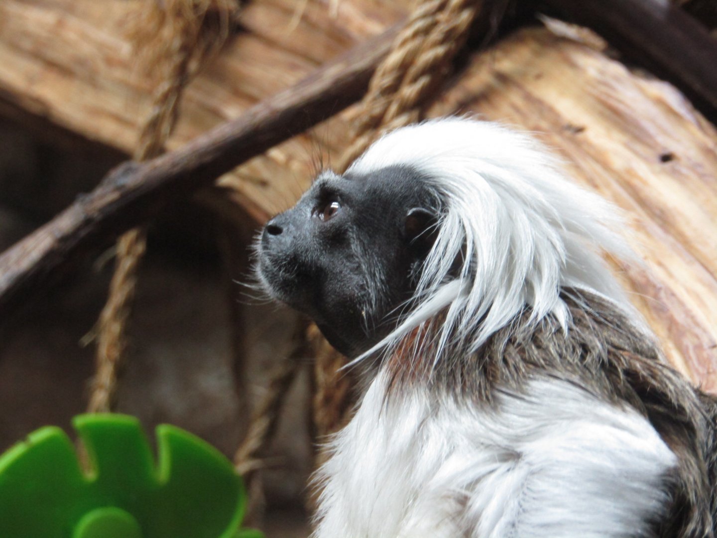 Cotton Top Tamarin