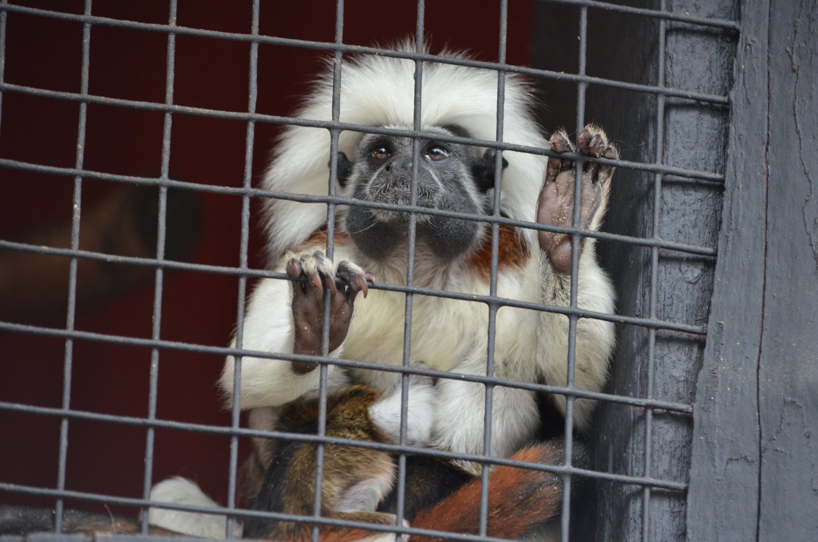 Cotton-Top Tamarin