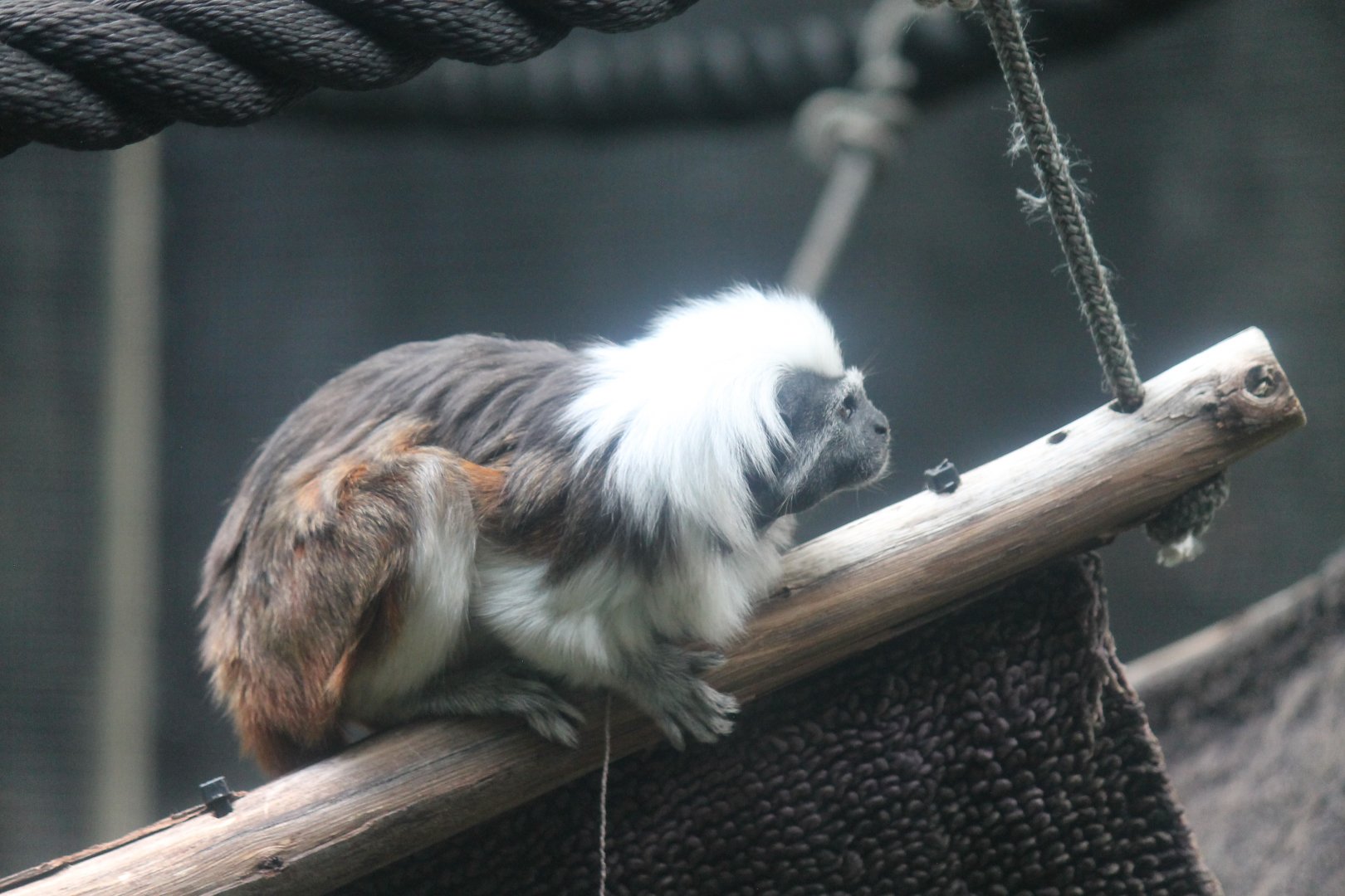 Cotton-top Tamarin
