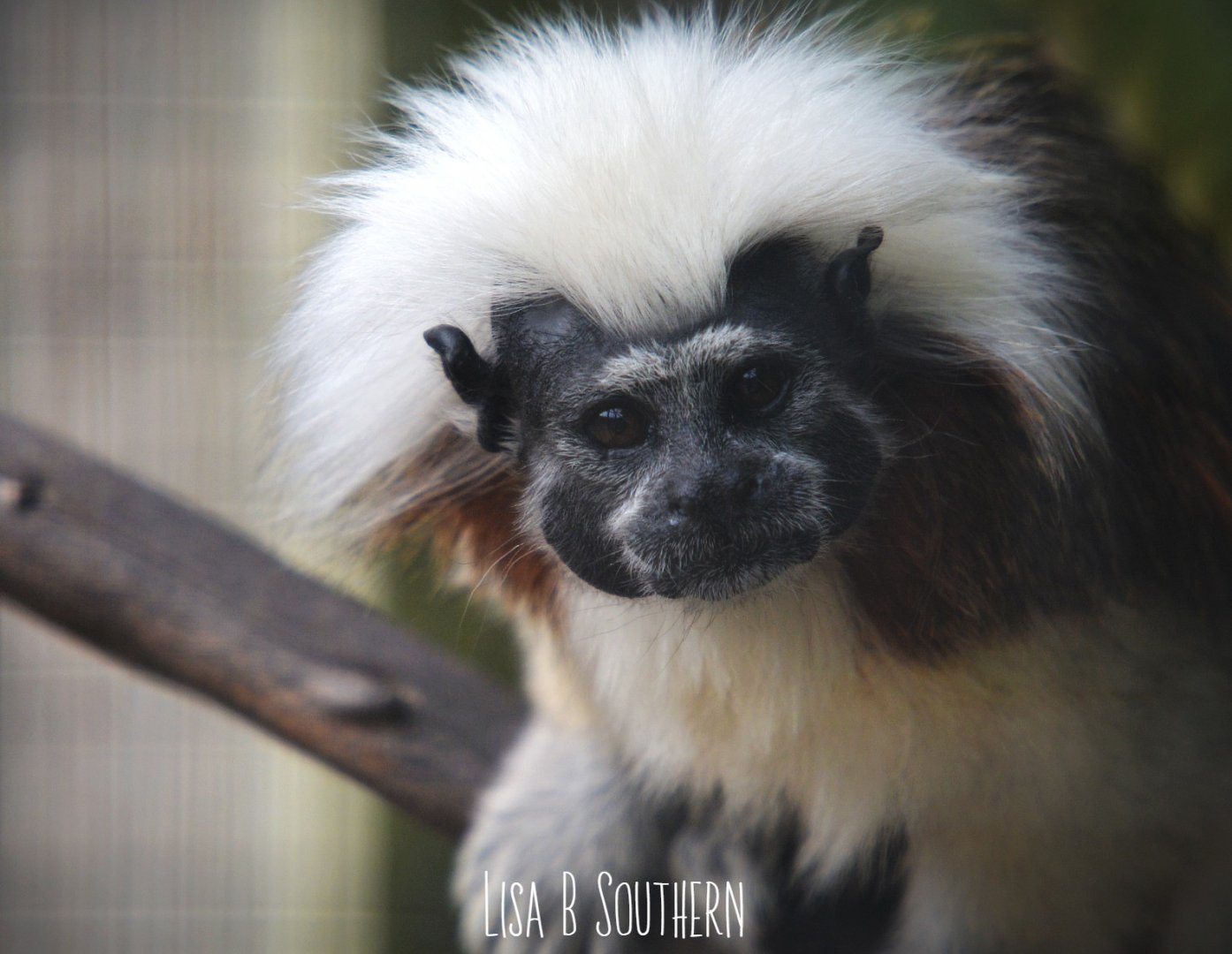 Cotton top tamarin