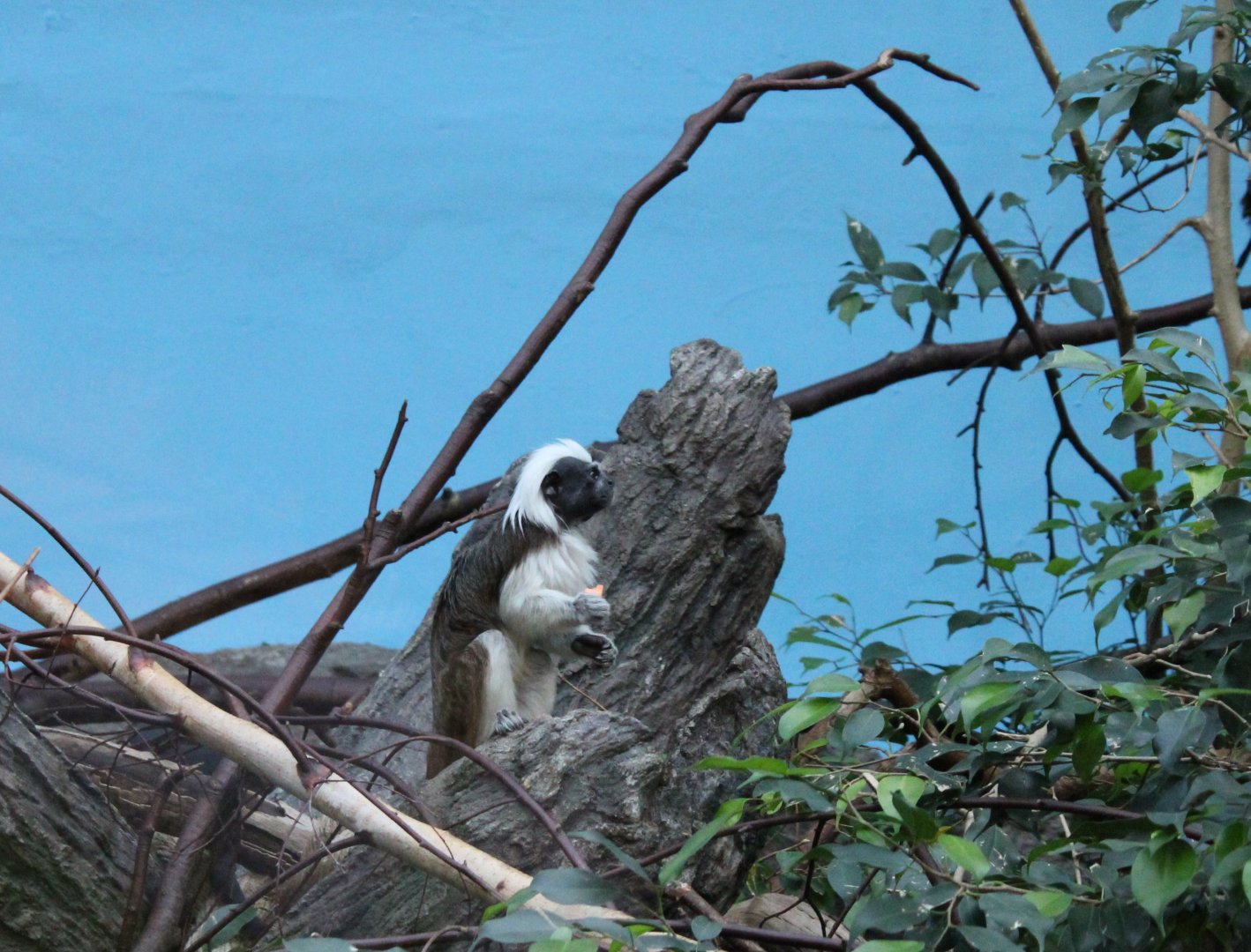 Cotton-top tamarin